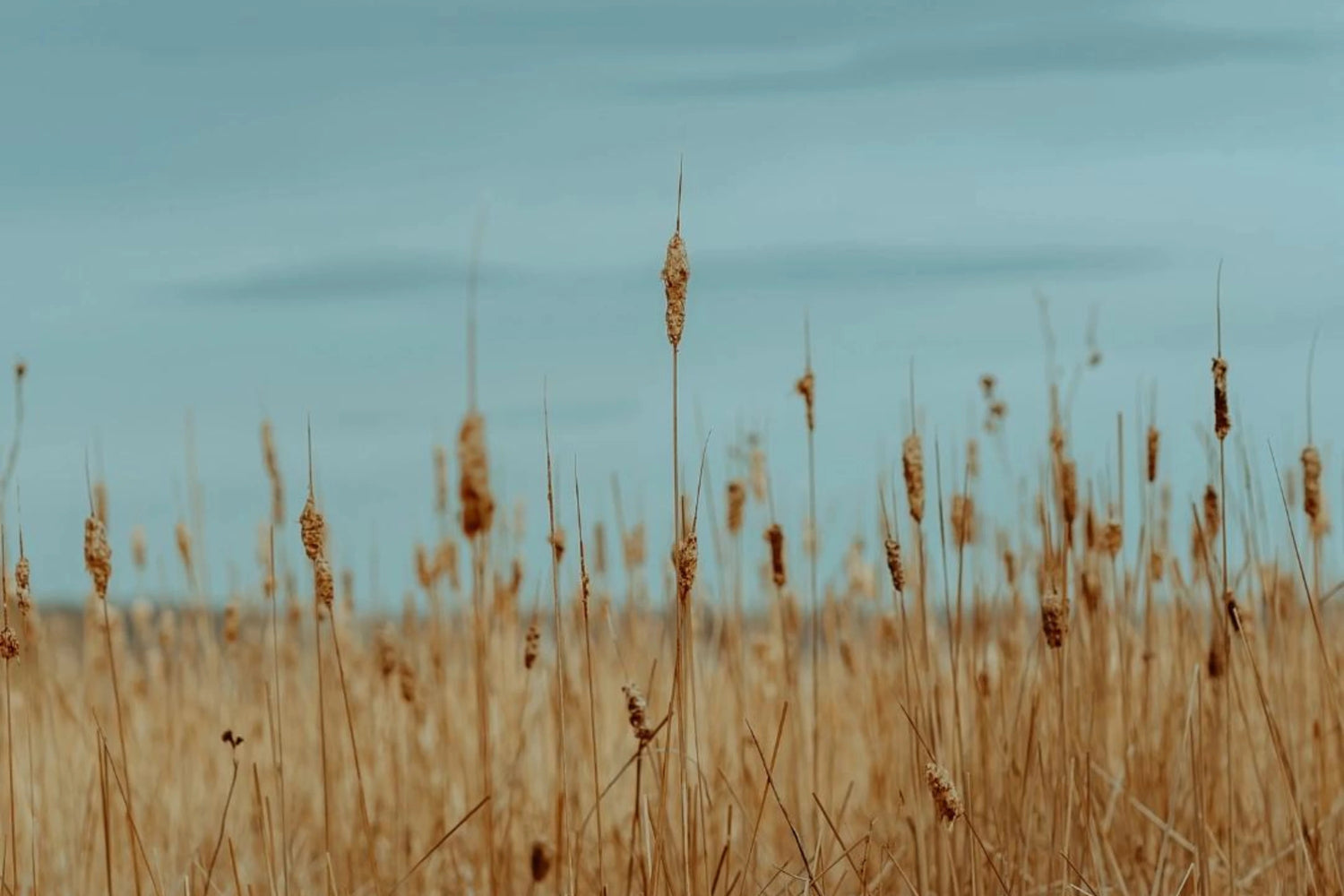 natur